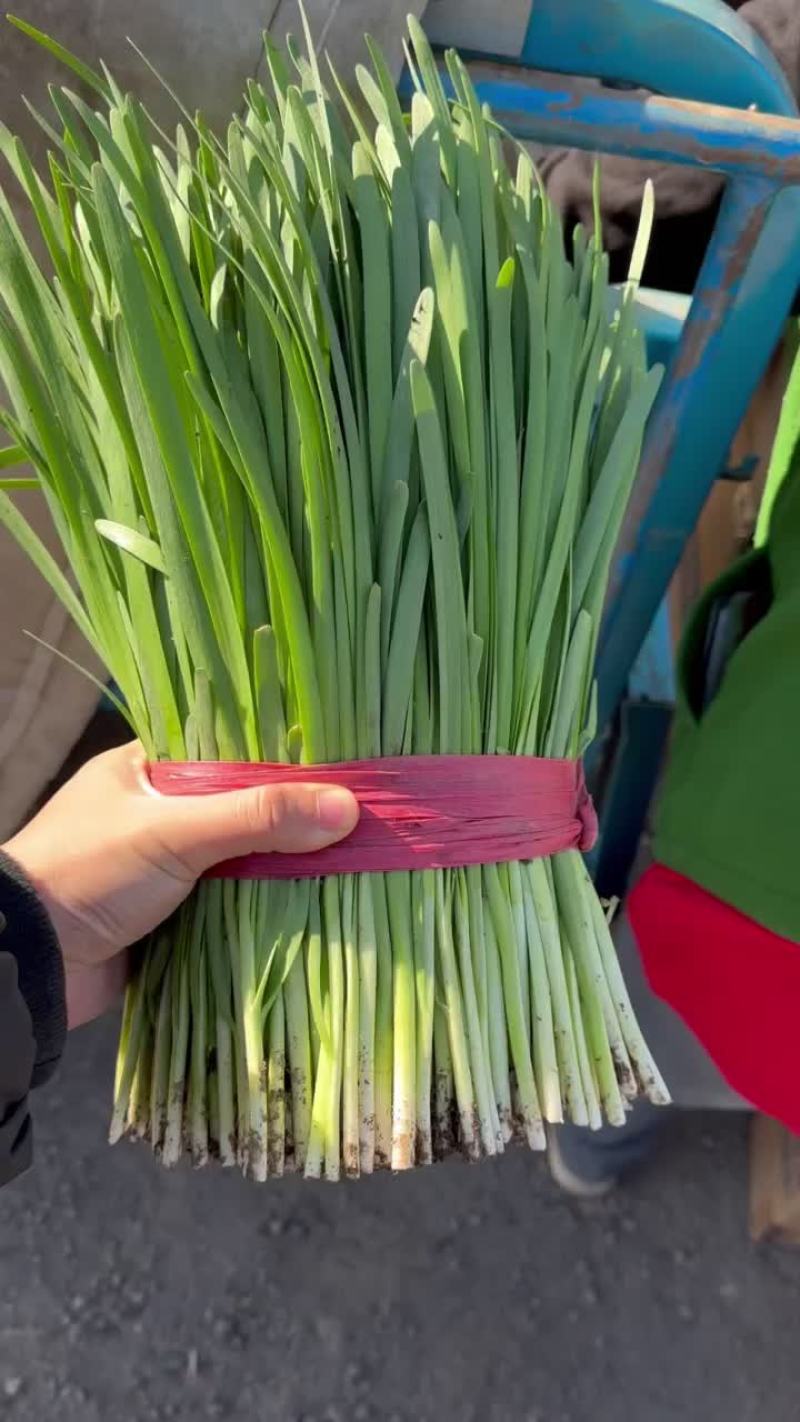 精品菜