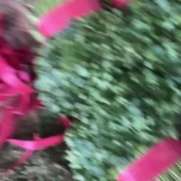 香菜