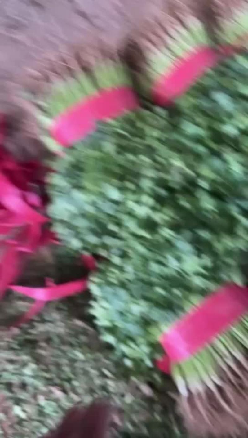 香菜