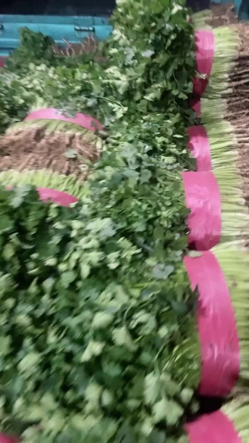 香菜