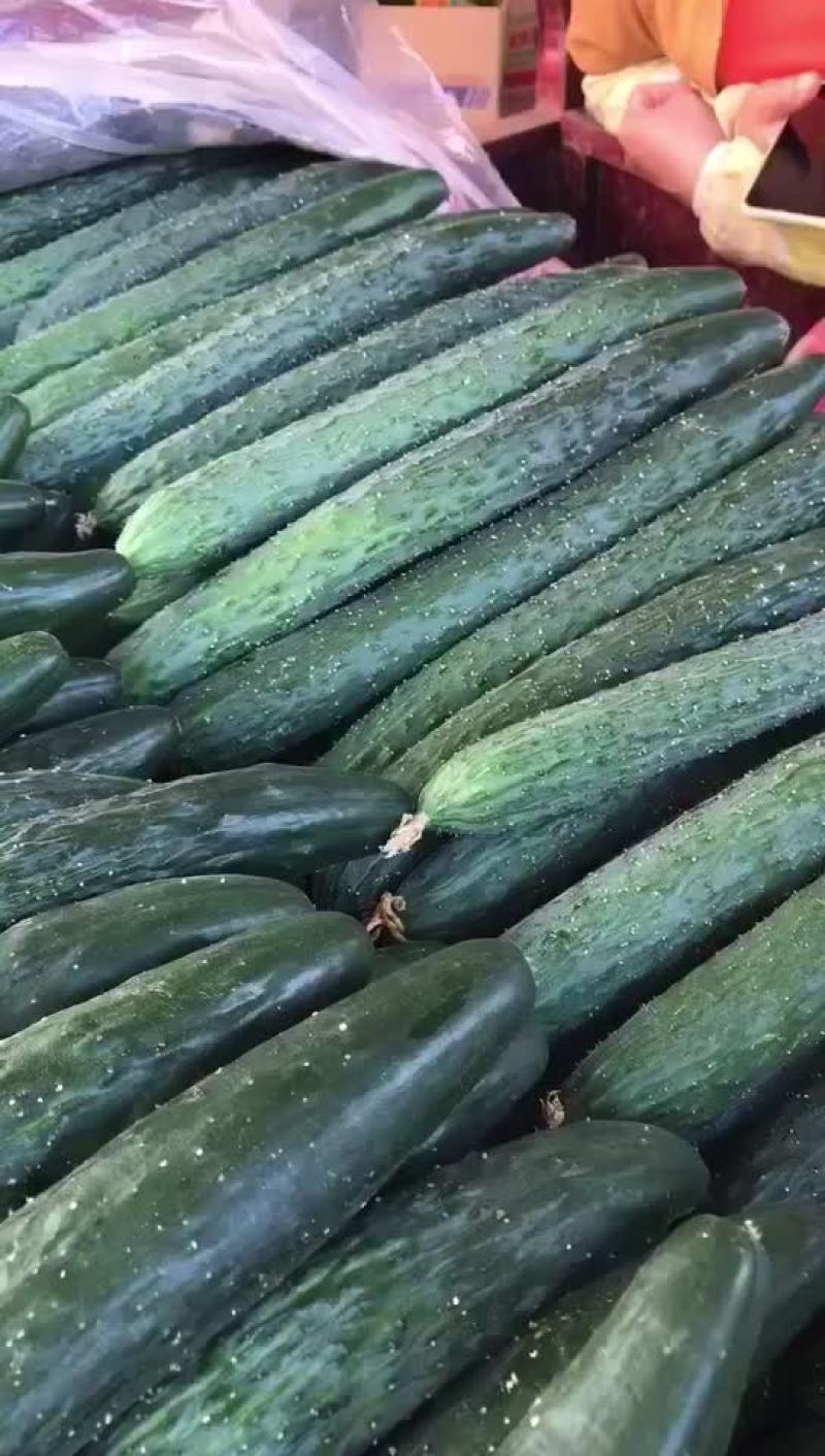 徐闻青瓜