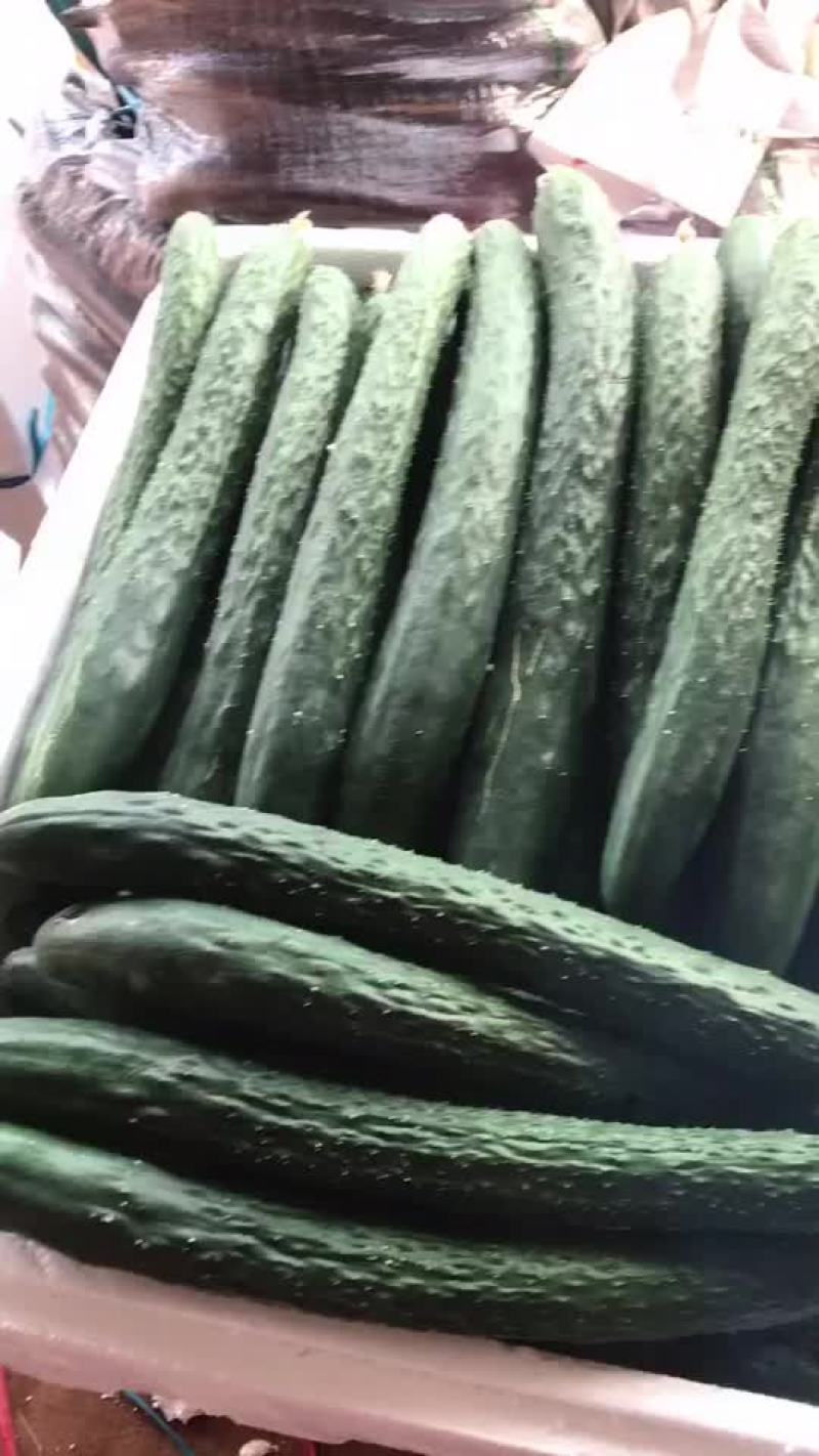 徐闻青瓜