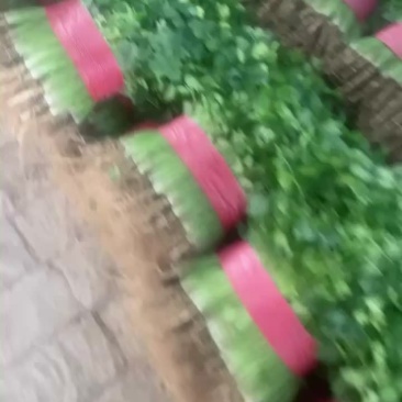 香菜