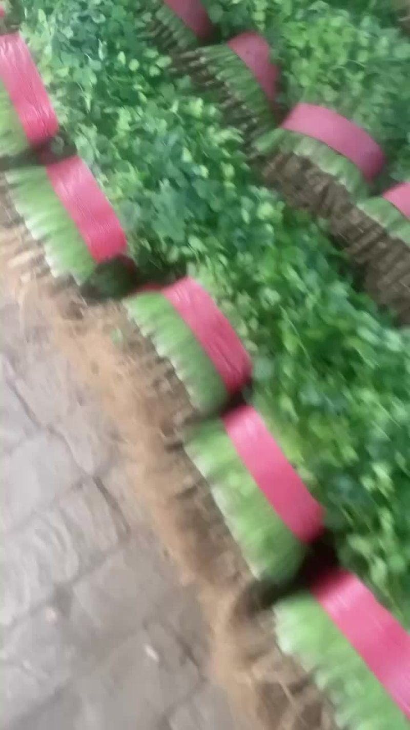 香菜