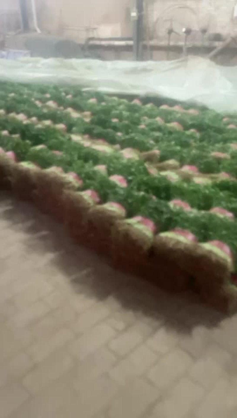香菜