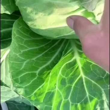 精品甘蓝菜大量供应支持各大超市！