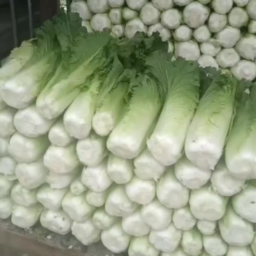 白菜