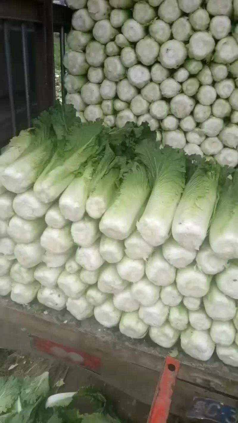 白菜