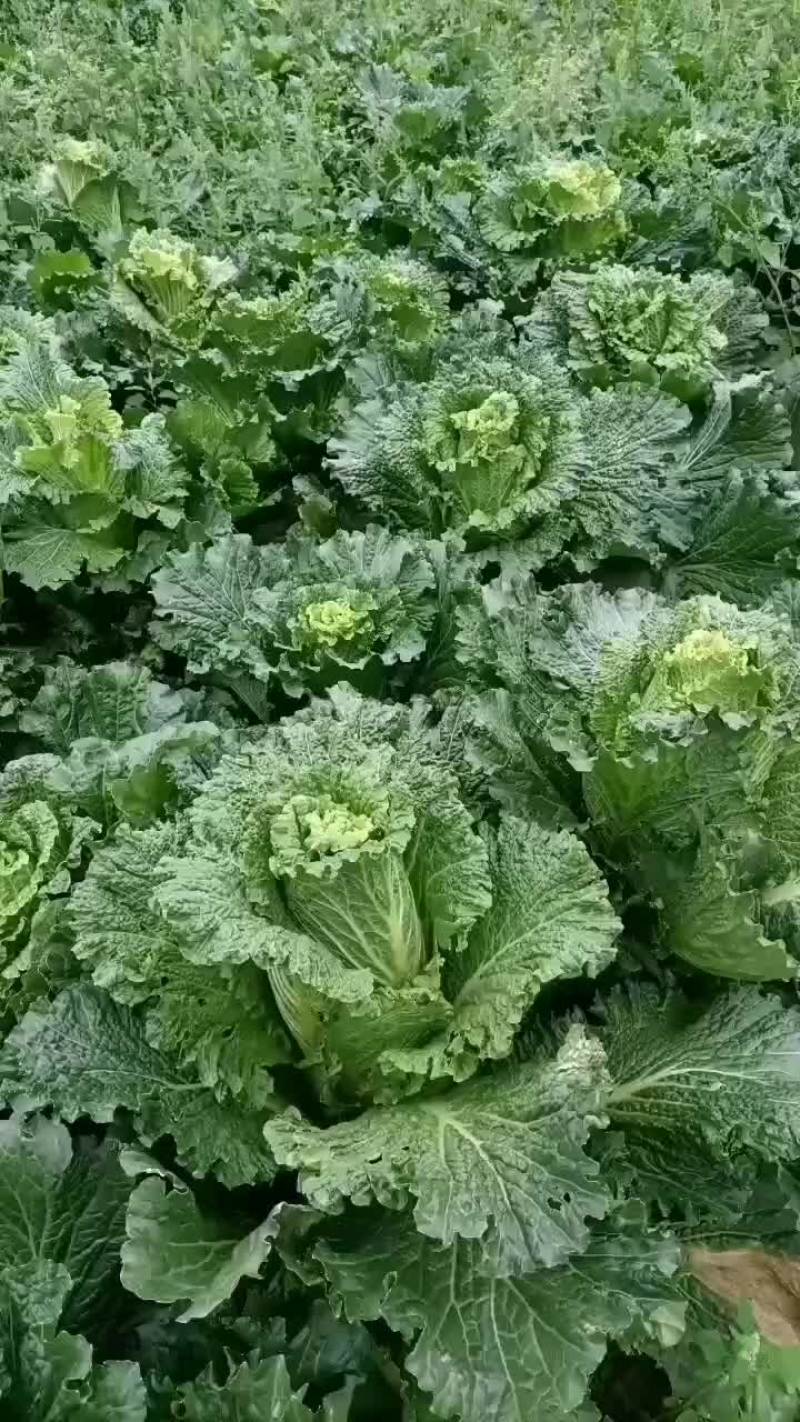 白菜