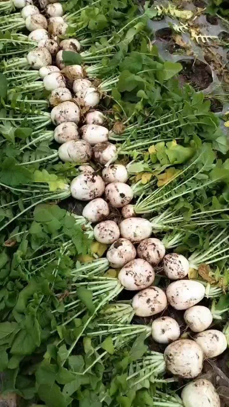 四川白萝卜玉尊圆根萝卜大小都有规格齐全净菜毛菜都能装价格低