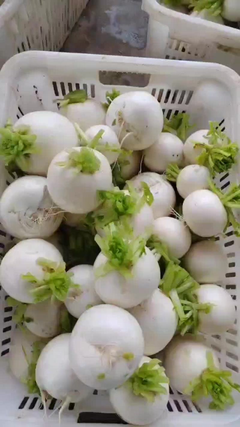 四川白萝卜玉尊圆根萝卜大小都有规格齐全净菜毛菜都能装价格低