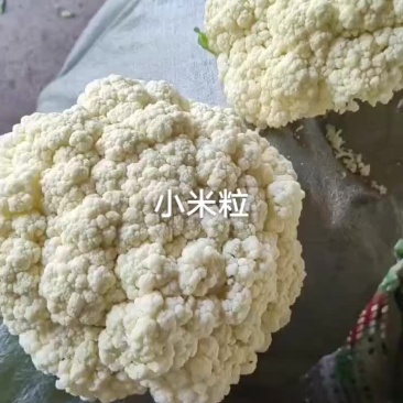 白面青梗散花