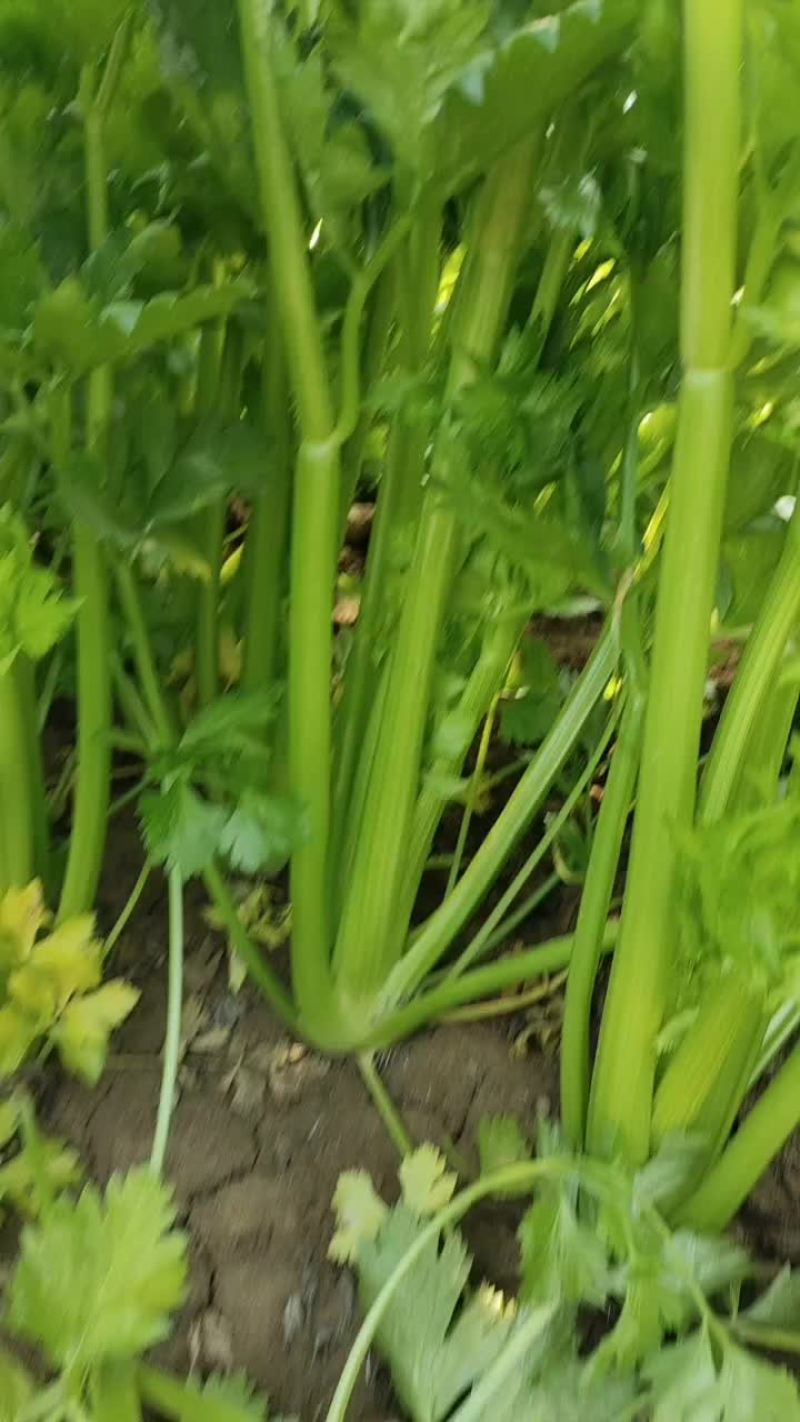 河南商丘夏邑精品西芹大量上市需要联系