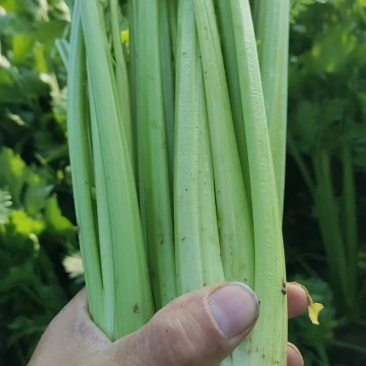 河南商丘夏邑精品西芹大量上市需要联系