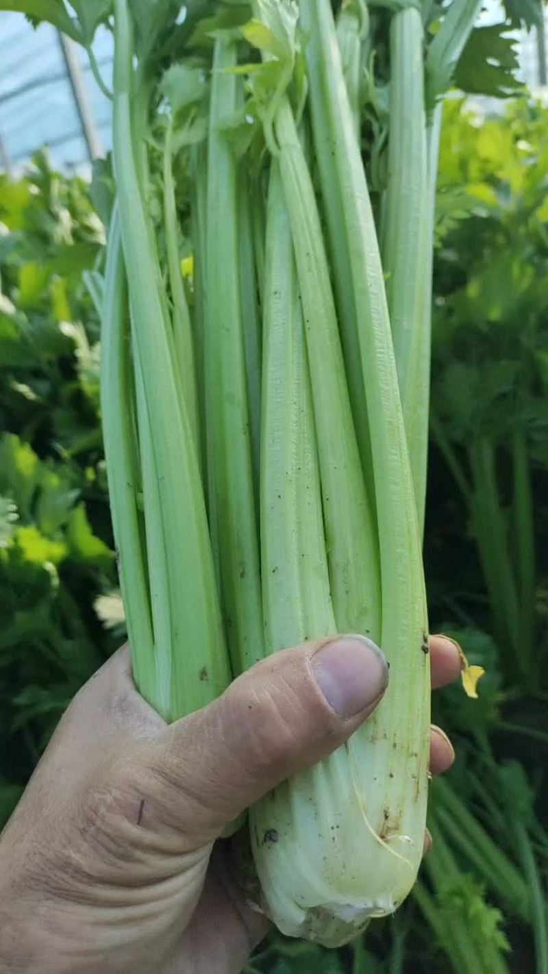 河南商丘夏邑精品西芹大量上市需要联系