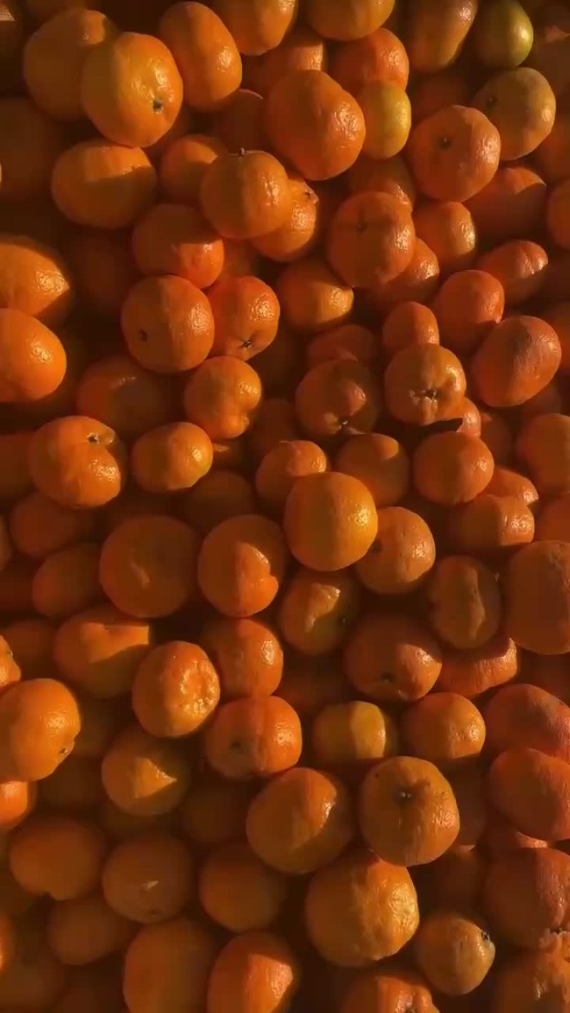 柑橘