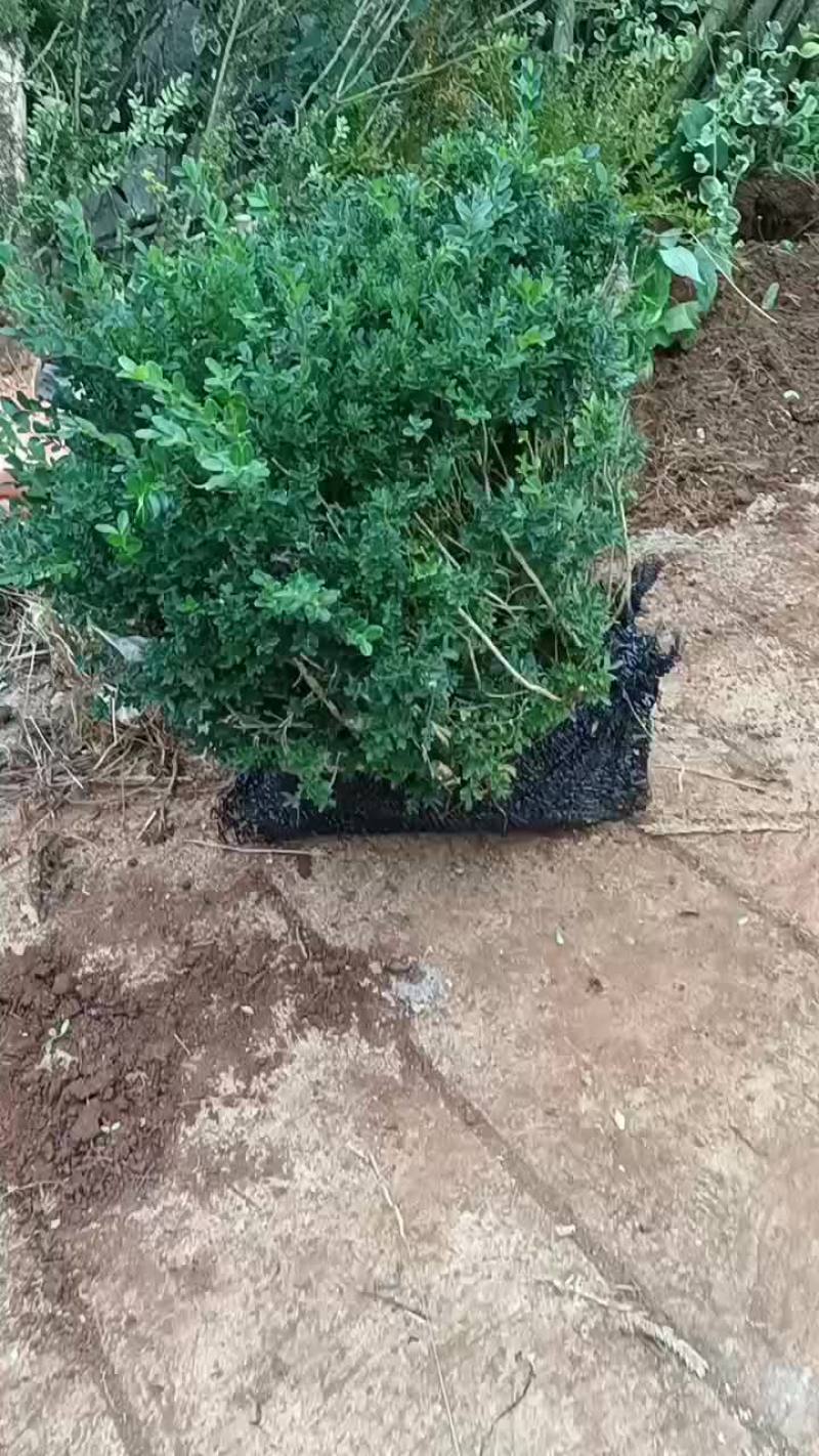 占地黄杨老桩