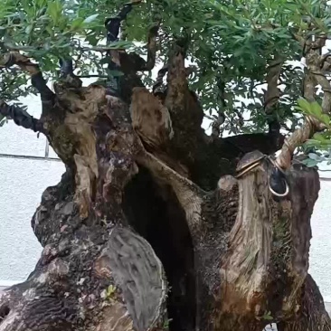 占地黄杨老桩