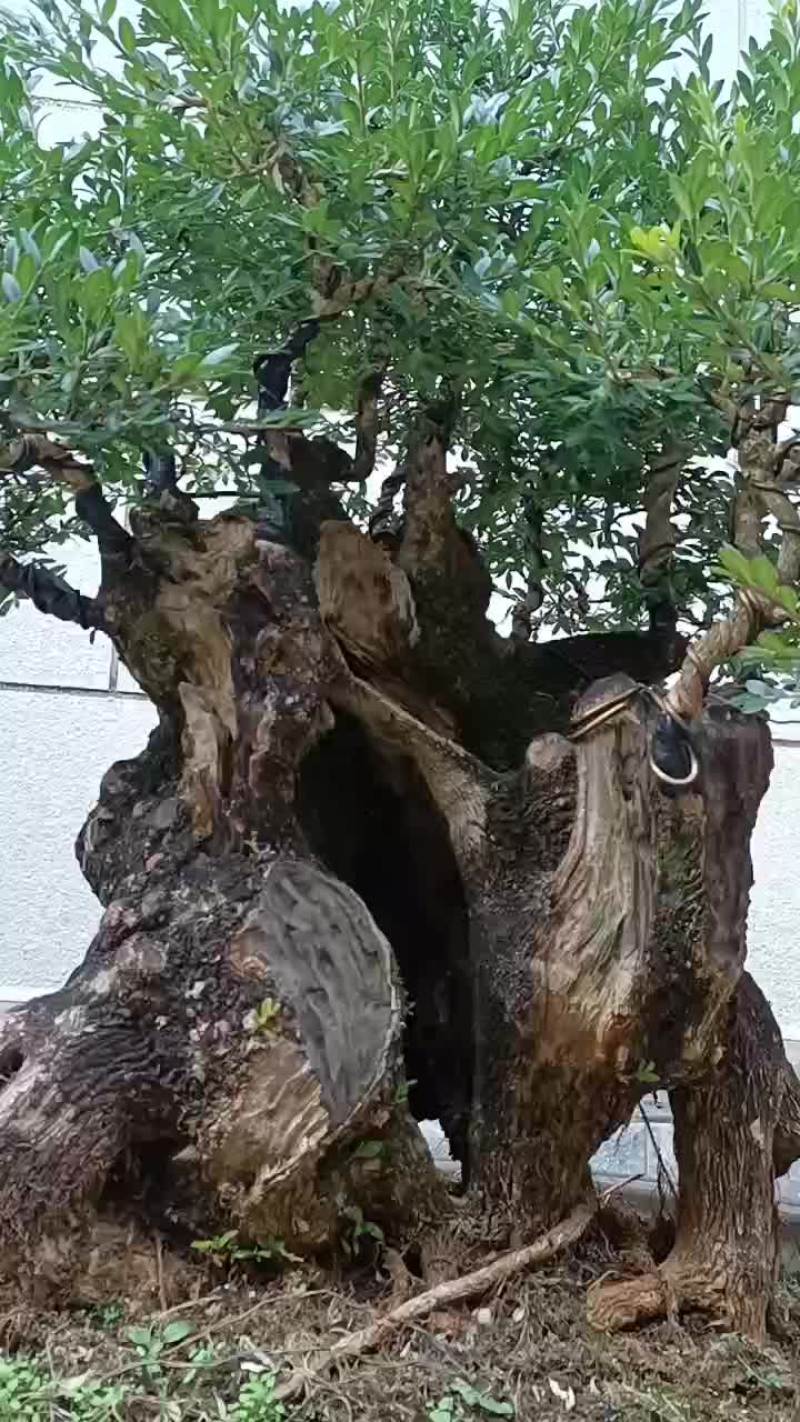 占地黄杨老桩