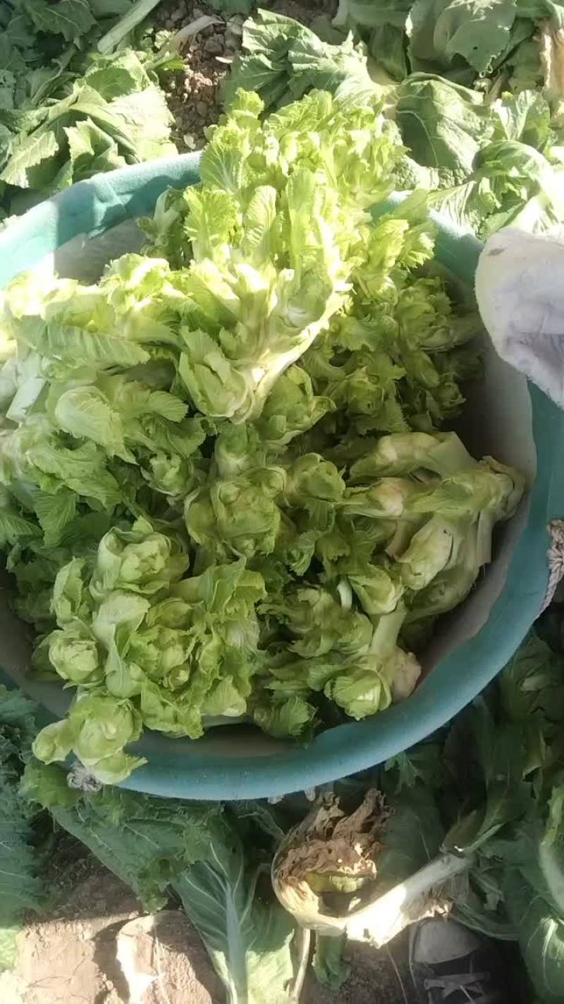 精品儿菜