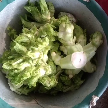精品儿菜
