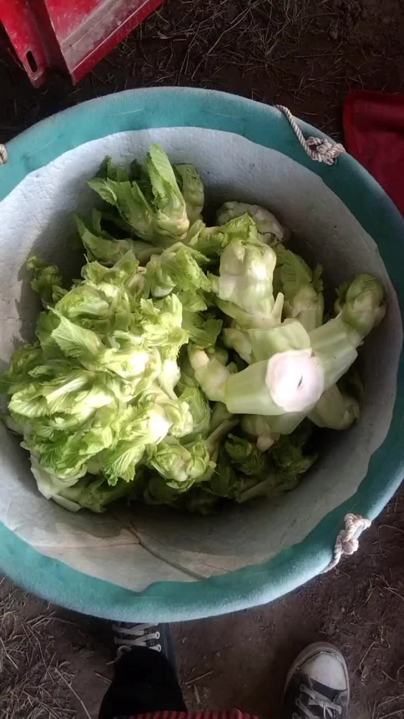 精品儿菜