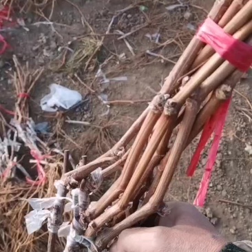 看看这质量葡萄苗