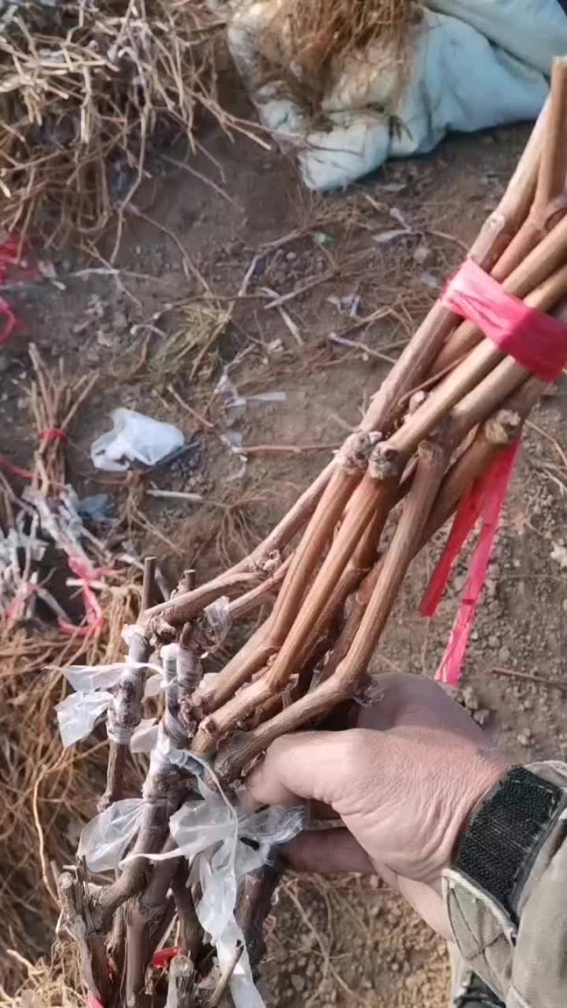 看看这质量葡萄苗