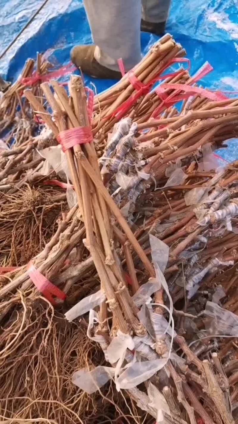 看看这质量葡萄苗