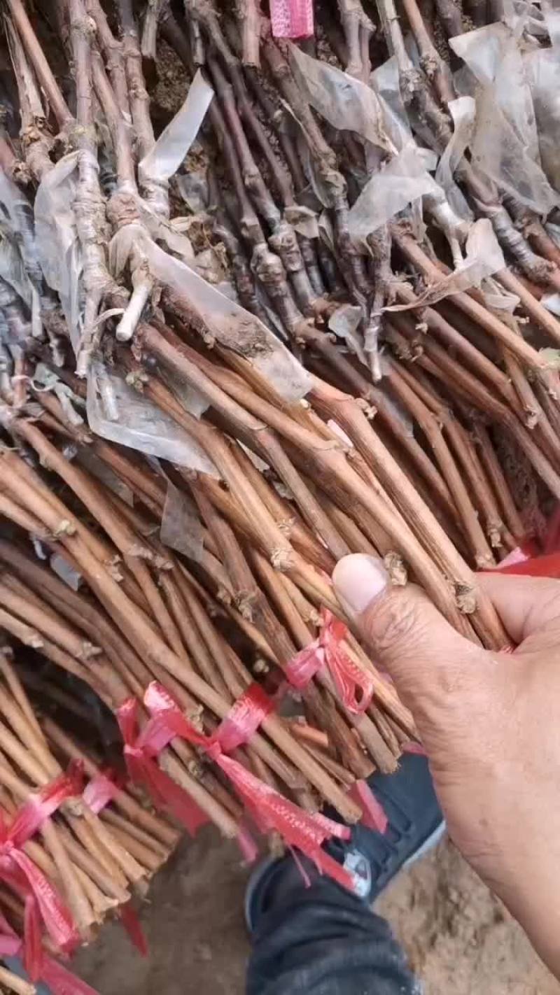 看看这质量葡萄苗