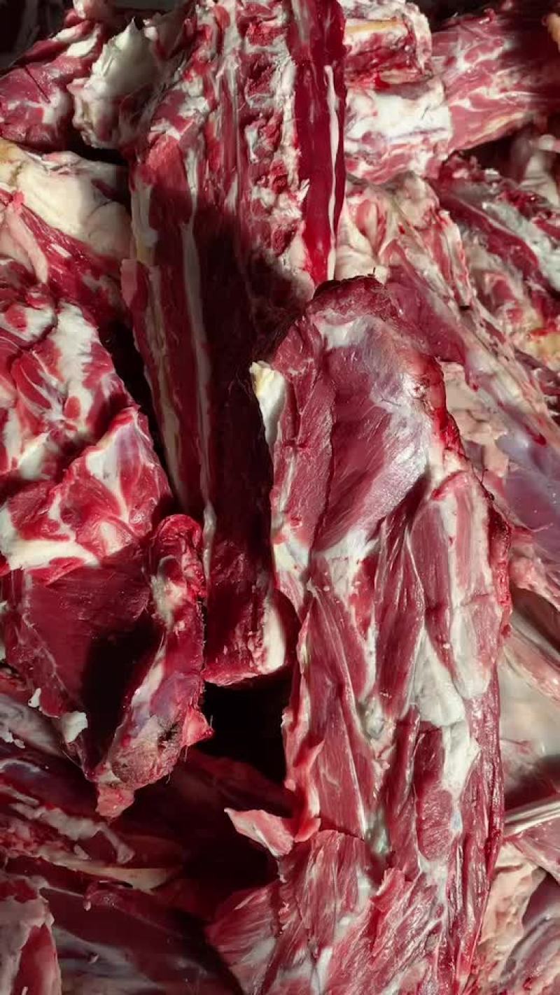 辽宁省海城市多肉羊蝎子满肉羊蝎子
