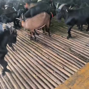 黑山羊母羊活羊秤生