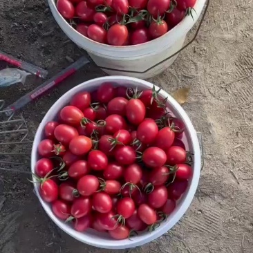 电白千禧圣女果