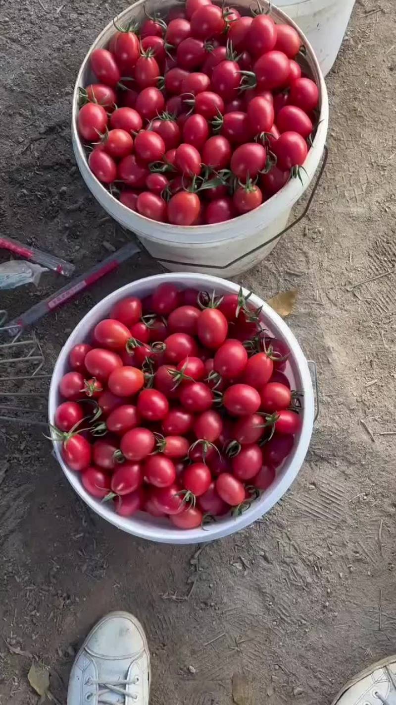 电白千禧圣女果