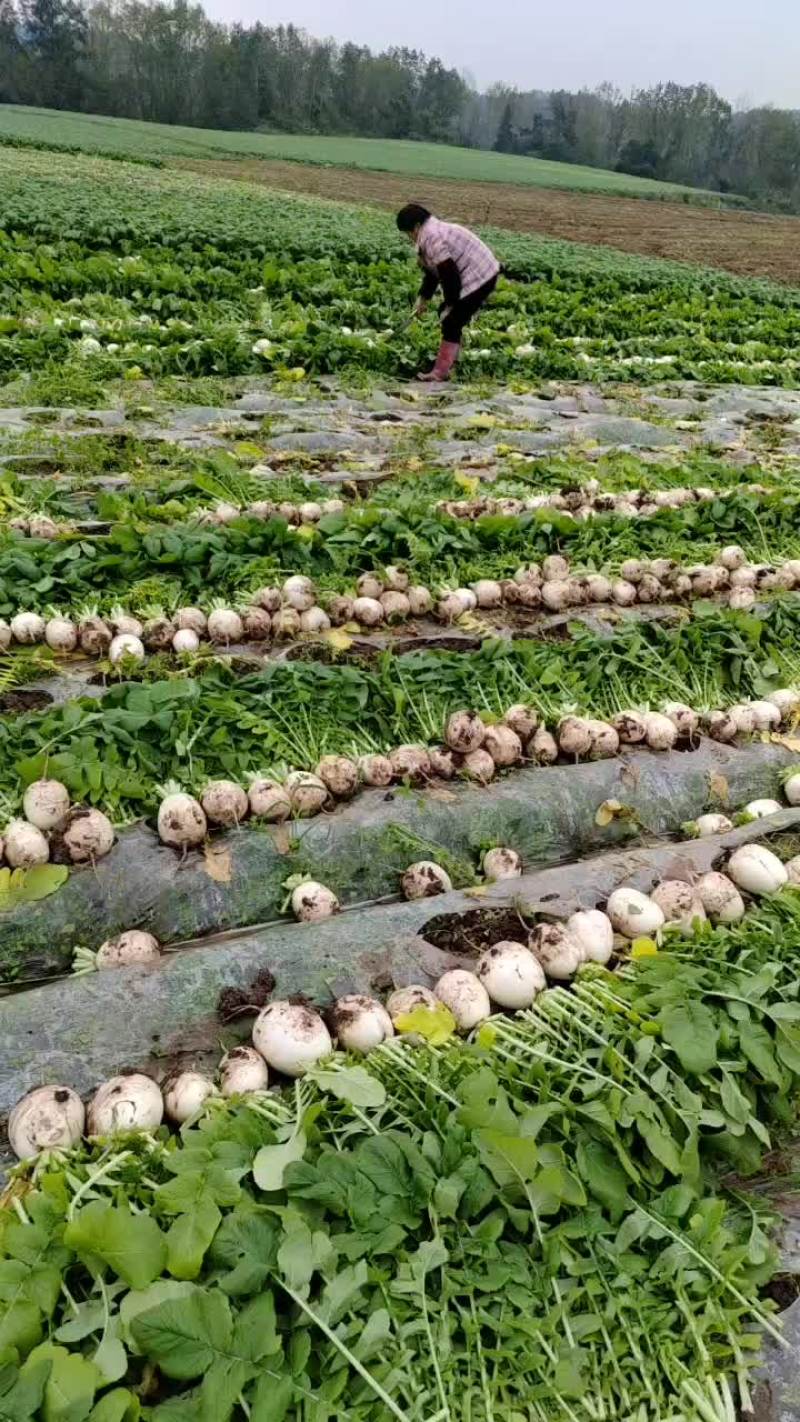 四川白萝卜玉尊圆根萝卜大小都有规格齐全净菜毛菜都能装价格低