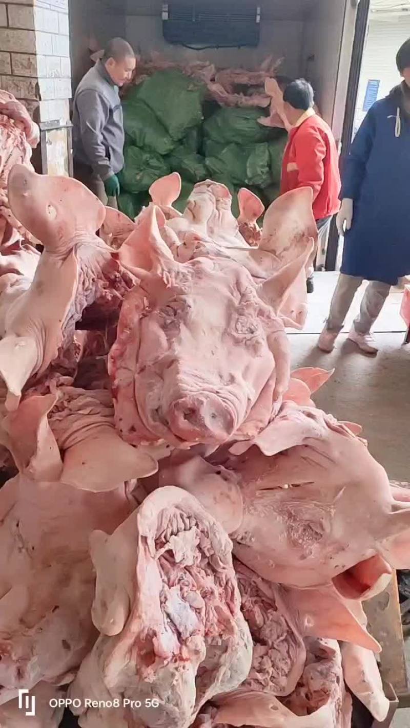 白母猪头