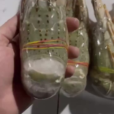 小青龙