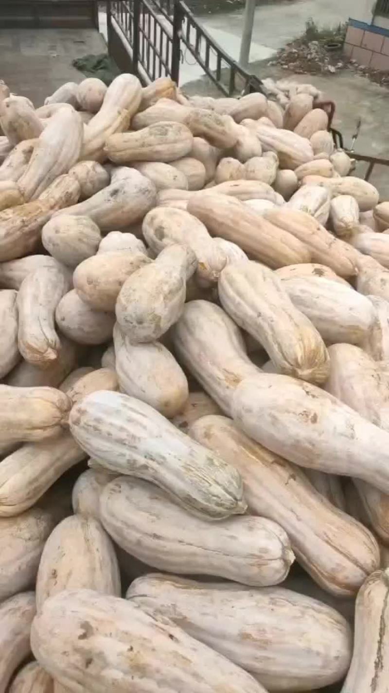秘本南瓜