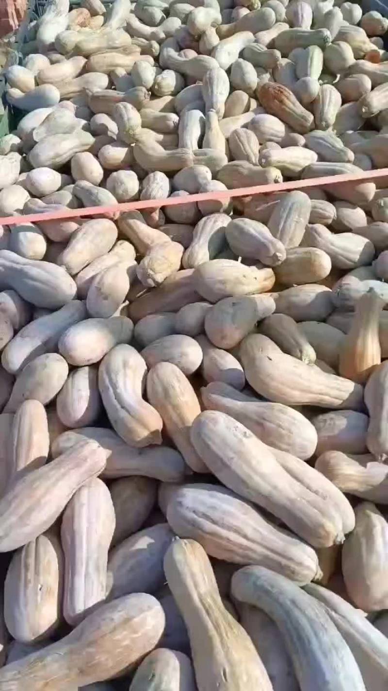 秘本南瓜