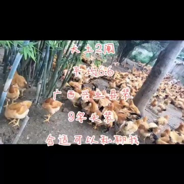 大土2阉鸡