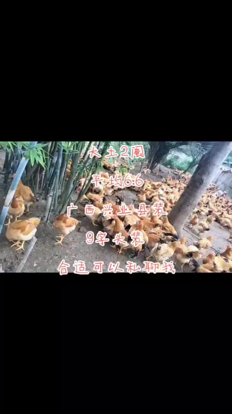 大土2阉鸡