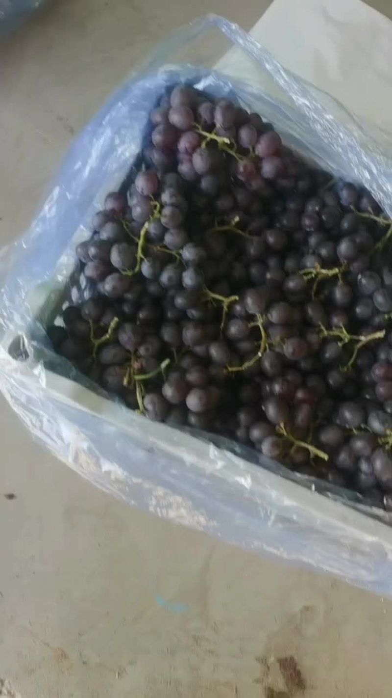 口感相当甜的玫瑰香葡萄