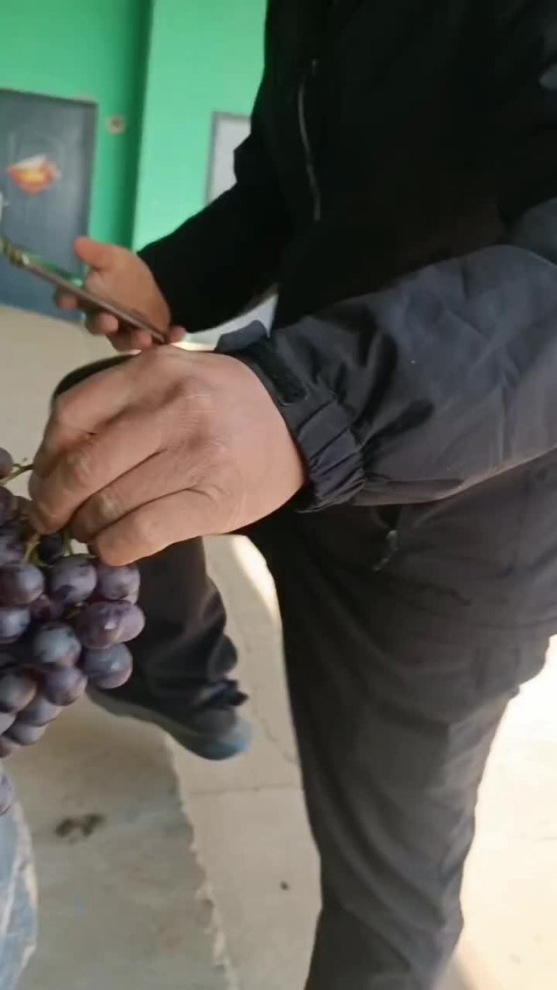 口感相当甜的玫瑰香葡萄