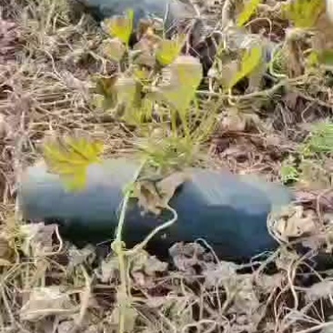 大量有货急出手