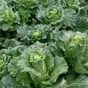 竹筒菜