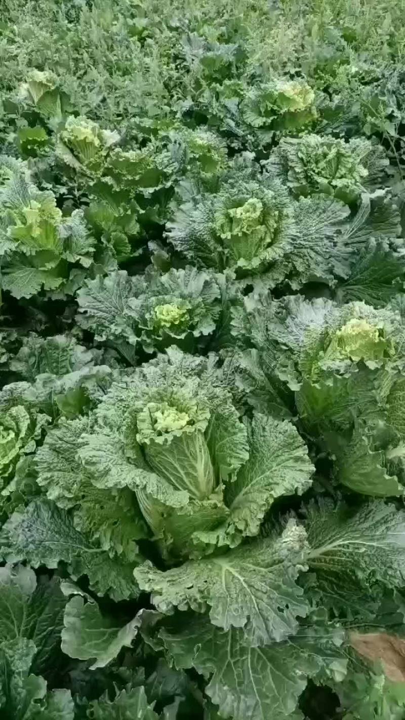 竹筒菜