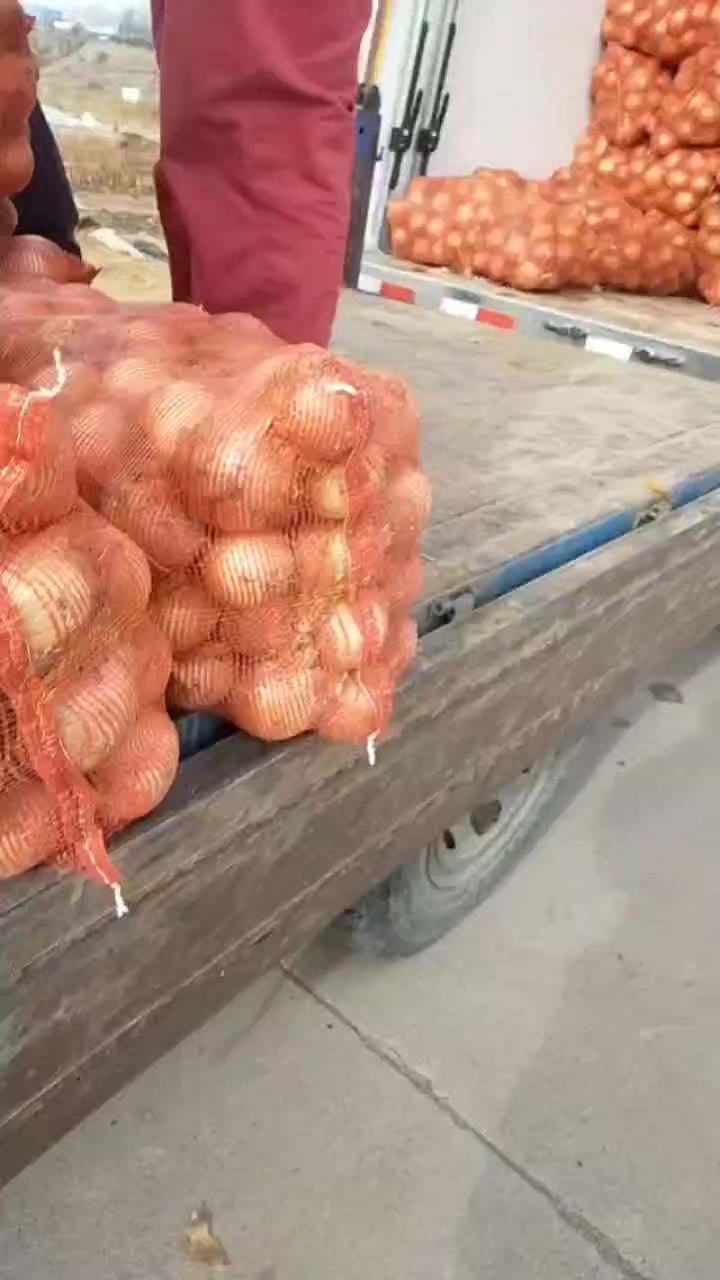 黄洋葱