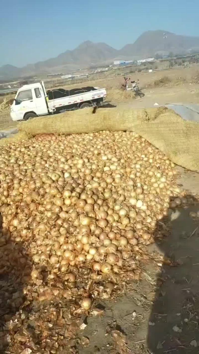 黄洋葱