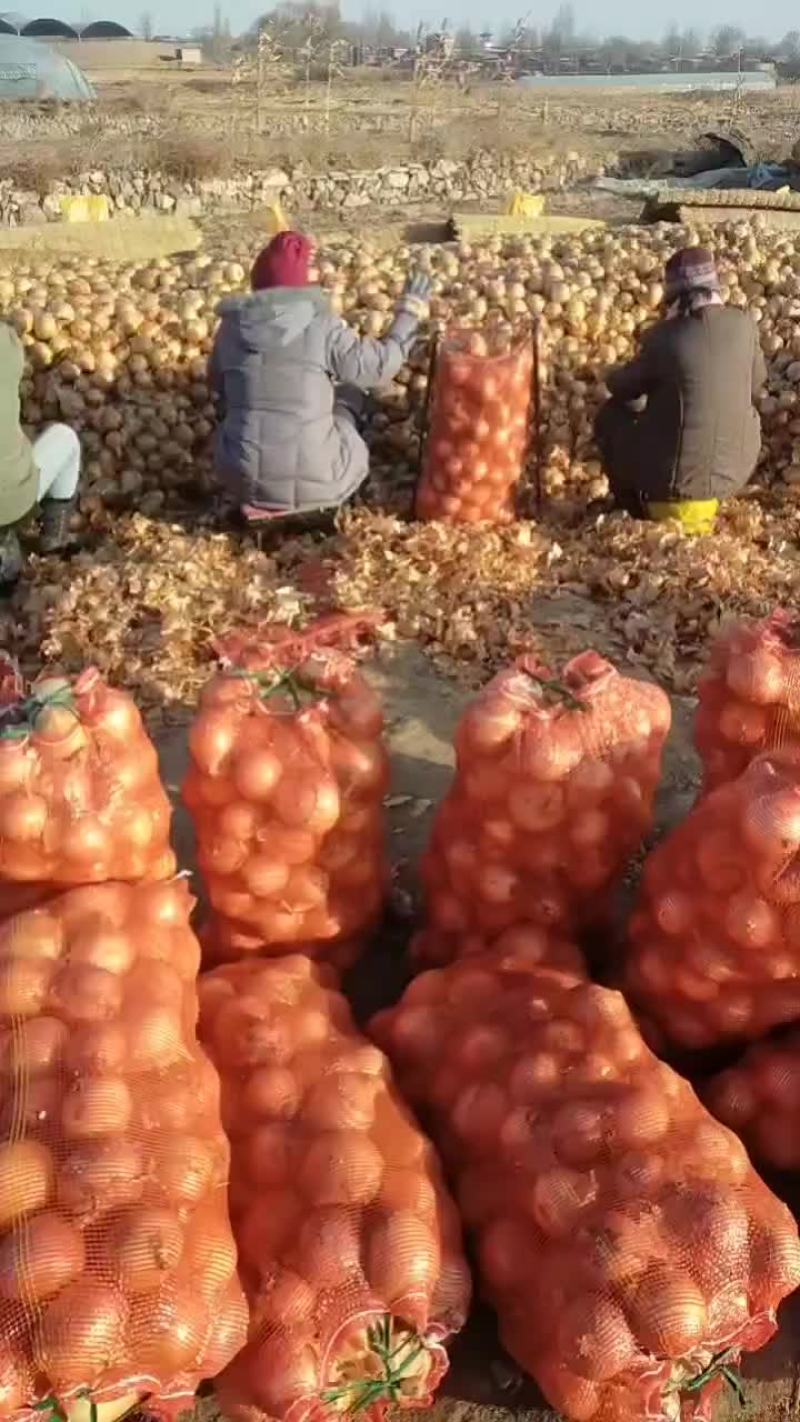 黄洋葱