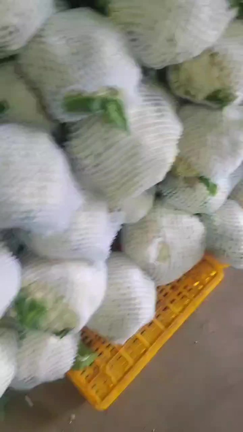精品小米粒松花